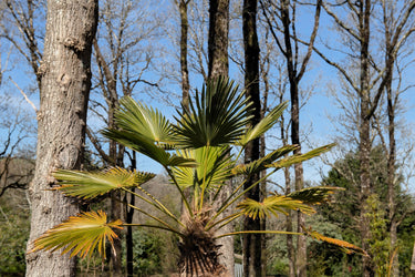10 WAGNER WINDMILL PALM Dwarf Chusa Trachycarpus Fortunei Wagnerianus Tree Houseplant Seeds